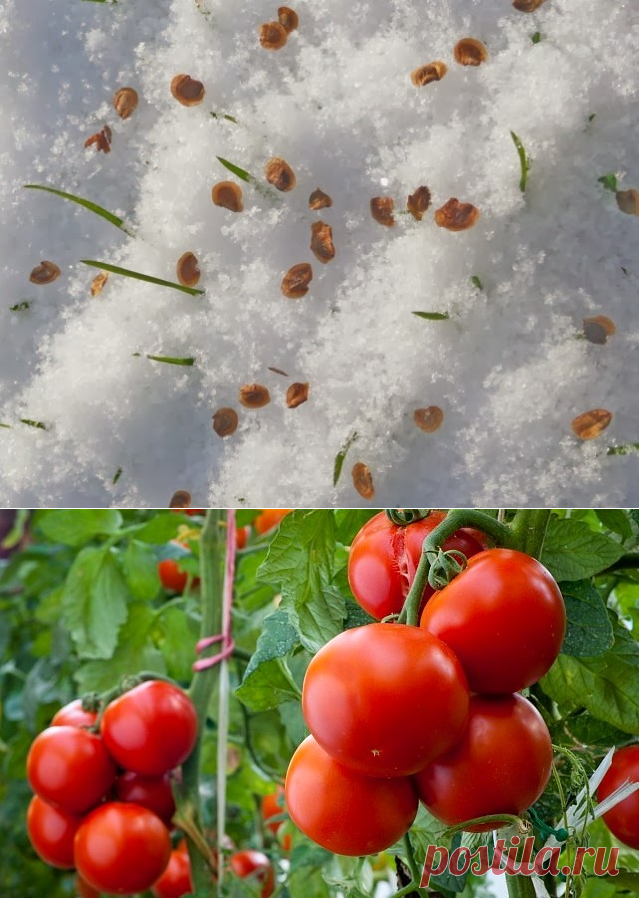 Помидоры под зиму. Помидоры на рассаду под зиму. Посадка томатов под зиму. Зимние помидоры. Помидоры под зиму в открытый грунт.