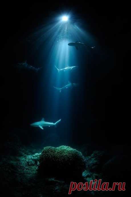 In the deep of the ocean