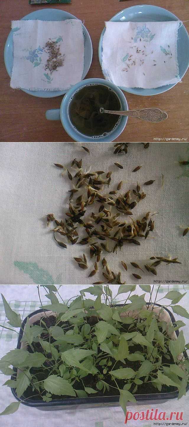 Ура!))) Получилось!!! Выращивание клематисов из семян