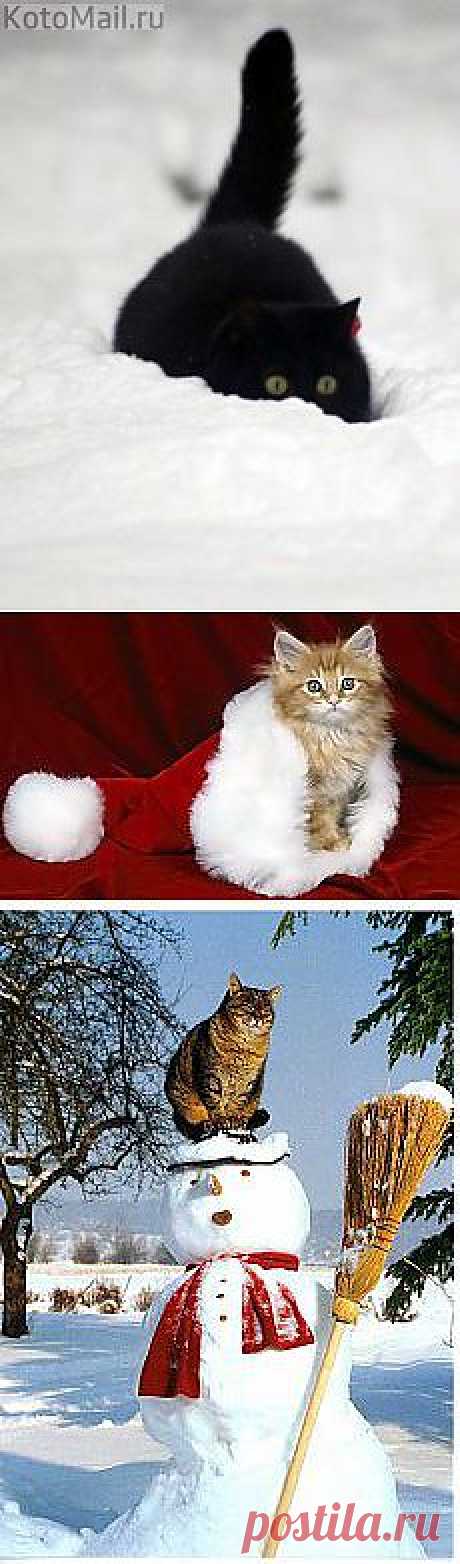 Дед Мороз: Новогодние коты | Постила.ru