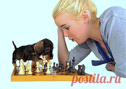 Сергей Анатольевич — «Тема шахматная» на Яндекс.Фотках