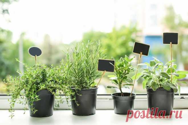 Как вырастить рукколу, лемонграсс и микрозелень на подоконнике | Fresh.ru домашние рецепты | Яндекс Дзен