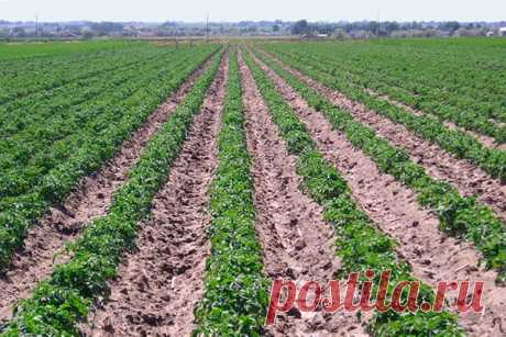 Повышение урожайности картофеля: 4 самых простых, дешевых и эффективных способа