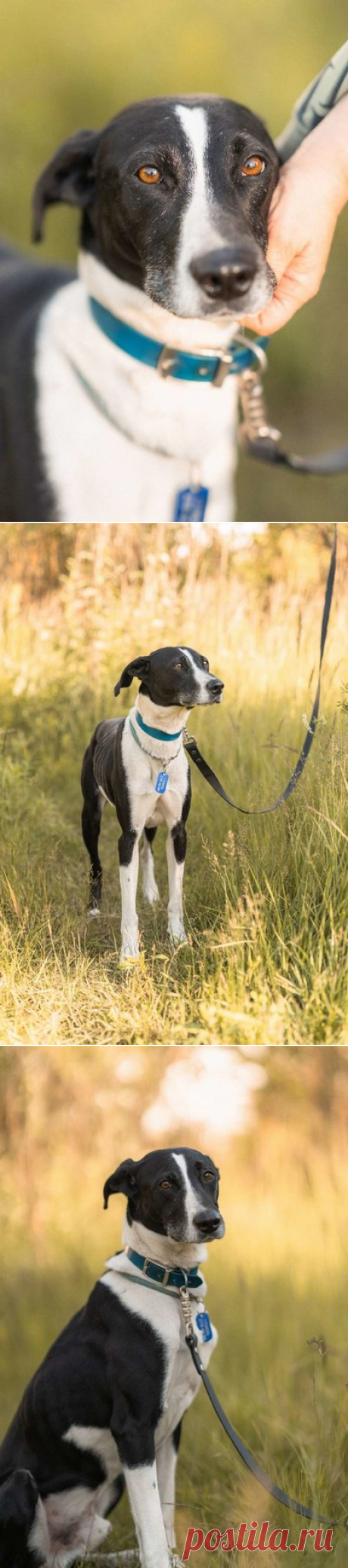 Тихон нуждается в новой истории! Москва и МО – ЗАЩИТИМ И ПОМОЖЕМ., пользователь Юлия Бельская | Группы Мой Мир