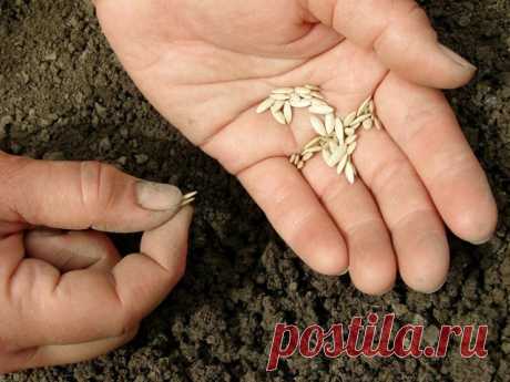 Выращивание огурцов по Лунному календарю в 2020 году | Огурцы (Огород.ru)