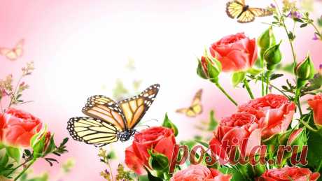 Скачать обои бабочки, фон, красные, куст, крупным планом, розы, раздел цветы в разрешении 1366x768