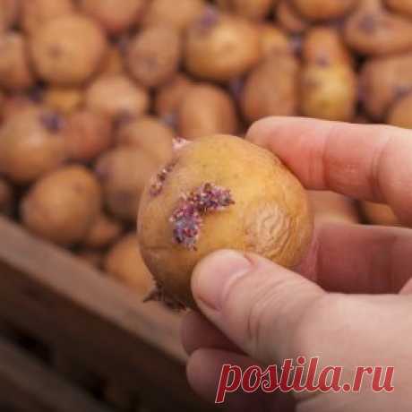 3 способа проращивания раннего картофеля | Огородник (Усадьба)