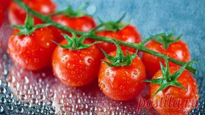 Как правильно поливать томаты в различные периоды развития