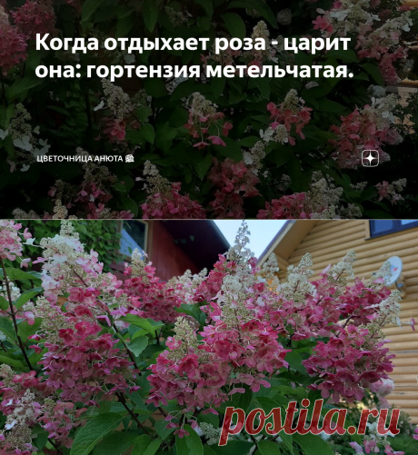 Когда отдыхает роза - царит она: гортензия метельчатая. | Цветочница Анюта 🌹 | Яндекс Дзен