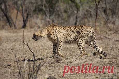 Cheetah Kruger Park South Africa hunting cheetah