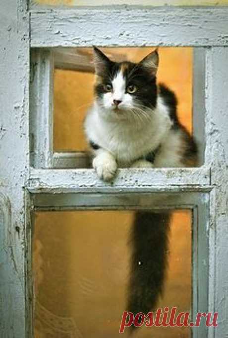 YOU KNOW WHAT A "DOGGY DOOR" IS, DON'T CHA??……..WELL, THIS IS A "KITTY WINDOW"……SOMEONE MADE A MILLION ON THIS, IF YOU CAN BELIEVE IT,,,,…ccp