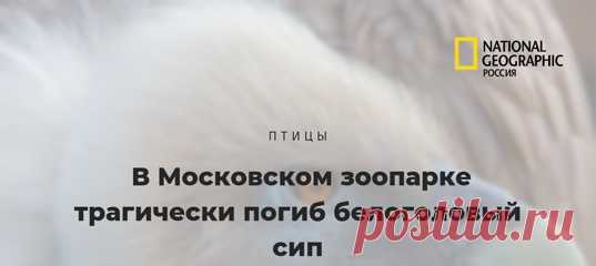 Чтобы попытаться спасти этого сипа, понадобились усилия семи человек: четырех ветврачей и трех зоологов. Чтобы убить – каприза единственного посетителя, который от скуки решил подразнить птицу.