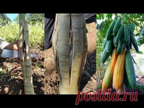 Método Para Capar Papaya o Lechosa, Producción Baja y Muchos Frutos