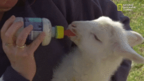 Lamb GIFs - Get the best GIF on GIPHY Explore and share the best Lamb GIFs and most popular animated GIFs here on GIPHY. Find Funny GIFs, Cute GIFs, Reaction GIFs and more.