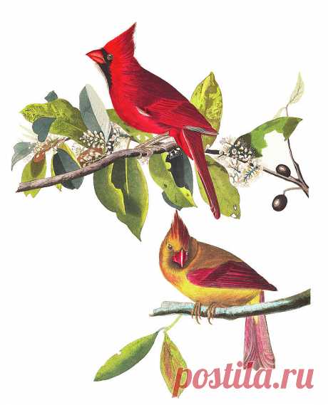 Cardinal Grosbeak, Birds of America Painting by John James Audubon