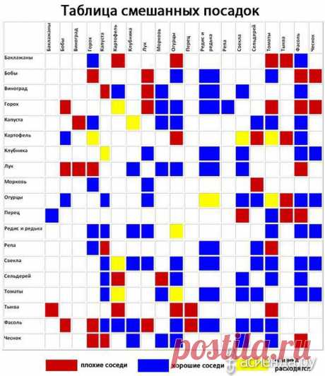 Овощи: лучшие соседи по грядке / Асиенда.ру