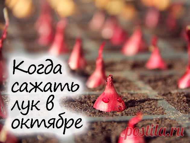 Посадка лука в октябре 2022 года по лунному календарю: благоприятные дни - Своими руками на даче - как посеять, сажать, ухаживать за растениями и цветами