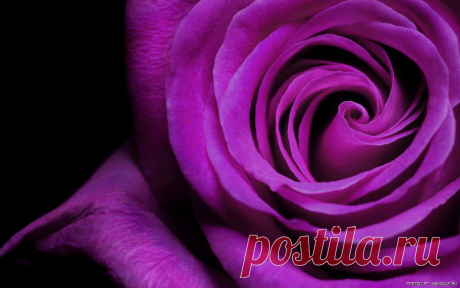 Жизнь в фиолетовом цвете (39 )