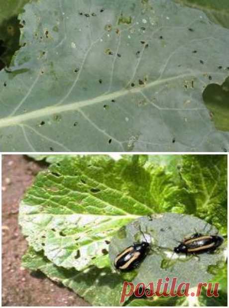 (+1) тема - Что поможет от капустной мухи и крестоцветной блошки? | ОГОРОД БЕЗ ХЛОПОТ