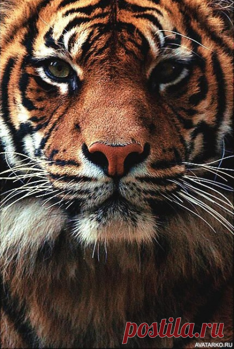 Красивая картинка с величественным тигром на аву — Фотографии на аву