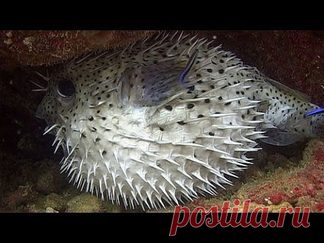 Pufferfishes, Boxfishes &amp; Porcupinefishes - Reef Life of the Andaman - Part 11 - YouTube