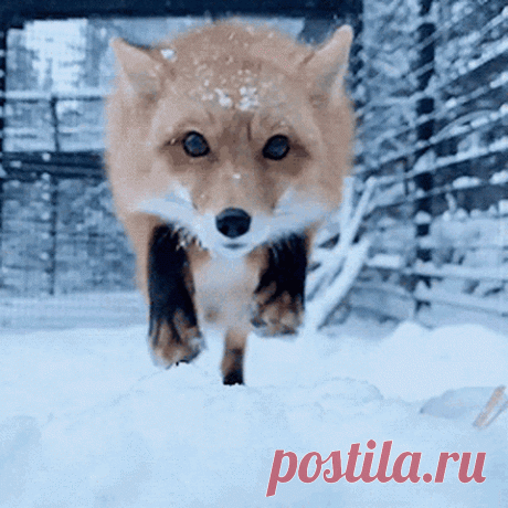 Snow Fox GIF by moodman - Find & Share on GIPHY Discover & share this Fox GIF with everyone you know. GIPHY is how you search, share, discover, and create GIFs.