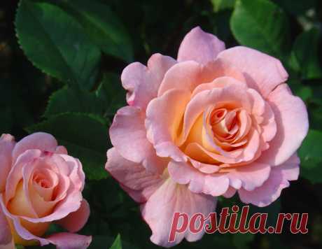 Розы флорибунда (Floribunda) и полиантовые