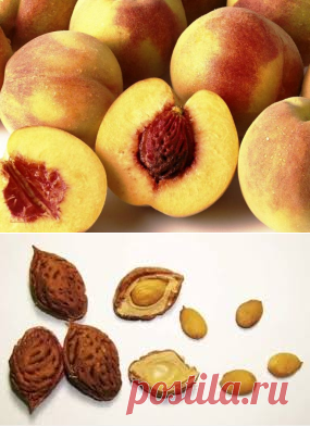 Как вырастить персик из косточки - Сад и огород