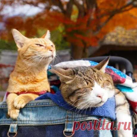 Дайкичи и Фуку-Чан — кошки, которые путешествуют вместе со своим хозяином