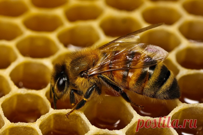8 вещей, которые произойдут с организмом, если есть мёд каждый день! | Всегда в форме!