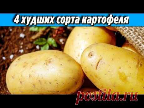 Не советую тратить на этот картофель лишнее время Топ 4 худших сорта картофеля Дачные Советы - YouTube
