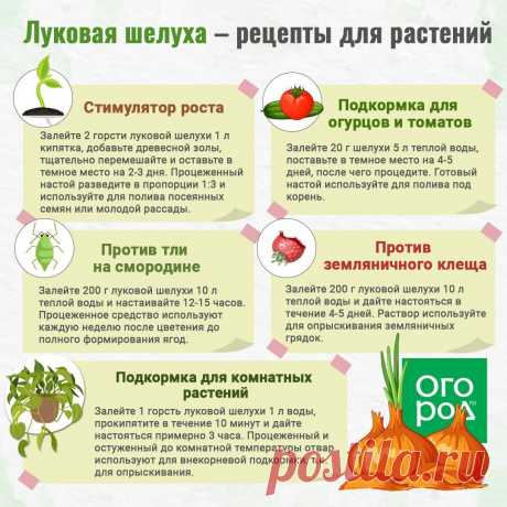 Луковая шелуха- рецепты для растений
