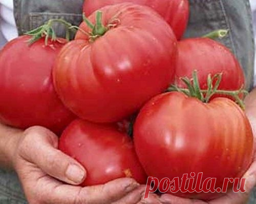 Рекордный урожай томатов - секреты
