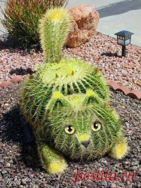 Cactus Cat | cats