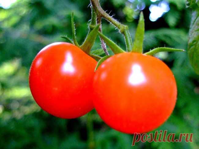 Выращивание помидоров без рассады по способу Патлаха - 6 соток