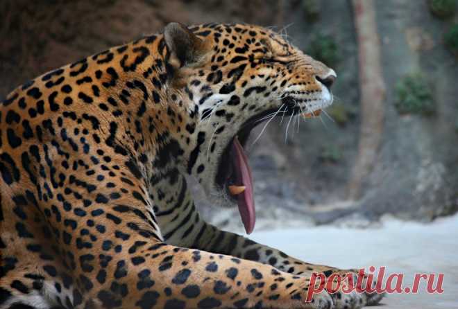 Видео: леопард ворвался в школу в Индии — National Geographic Россия