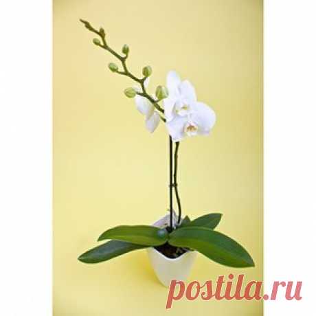 Как правильно ухаживать за орхидеями (фаленопсисами) во время и после их цветения