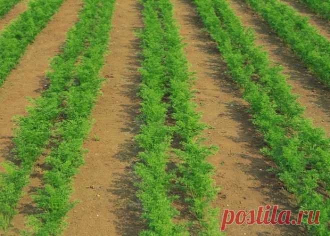 Выращивание моркови, как вырастить хороший урожай из семян (секреты)