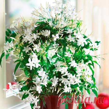 Комнатное растение Жасмин (Jasminum). Жасмин - король всех цветов. Это слово персидского происхождения. Родина растений - Аравия, Индия. Все жасмины - декоративно цветущие растения, выращиваемые как в открытом грунте, так и в комнатной культуре. Ценятся за обильное продолжительное цветение. Наиболее популярны виды и сорта с белыми душистыми цветками. Растениям необходима опора. При правильных условиях выращивания период цветения длится несколько недель с середины зимы до середины весны.