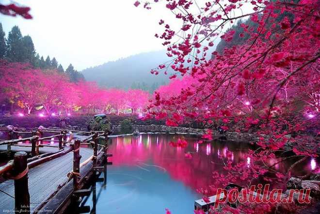 Цветение сакуры на Тайване