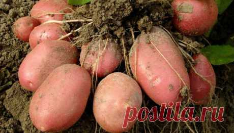 Есть несколько приемов, без которых вряд ли можно получить хороший урожай. Один из них - это внесения удобрения для картофеля перед посадкой.