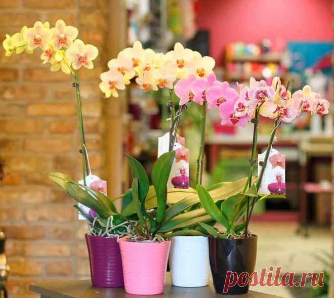 Правильный уход за орхидеей фаленопсис в домашних условиях