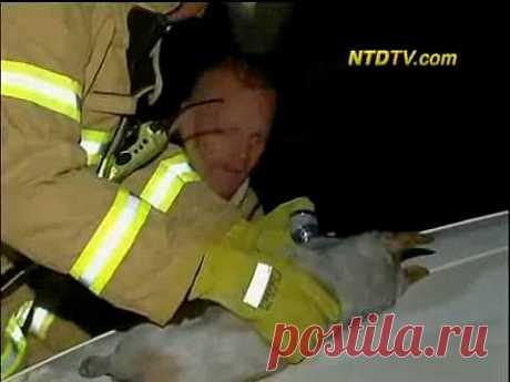 Пожарные не могли понять, почему маленькая собачка не покидает горящий дом