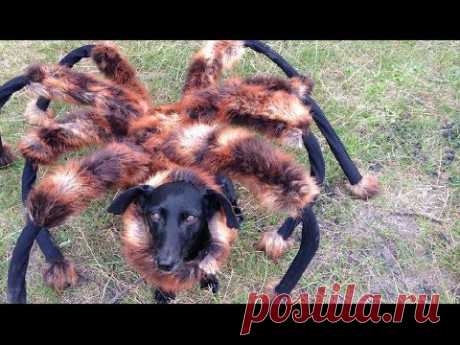 Собаку нарядили в костюм гигантского паука и отправили погулять