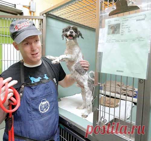Парикмахер-волонтер дарит собакам из приюта шанс на семью.