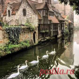 Swan Family making its way through the waters of Bruges, Belgium 
Photo by © @gidbrugge