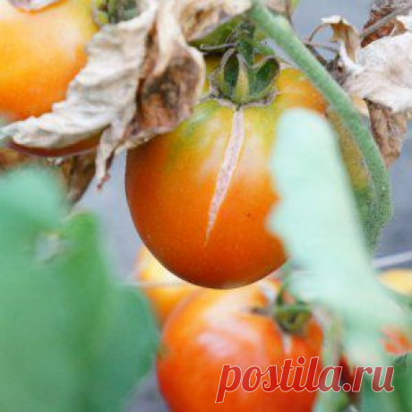 Усадьба | Огородник : Трещины на помидорах