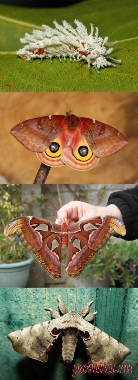 До и после: 19 трансформаций бабочек и мотыльков / Surfingbird - все, что интересно тебе