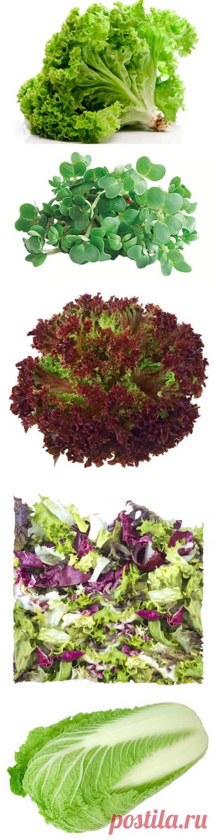 Разновидности зеленых салатов. О вкусе и сочетаниях с другими продуктами | Пузо2арбуза