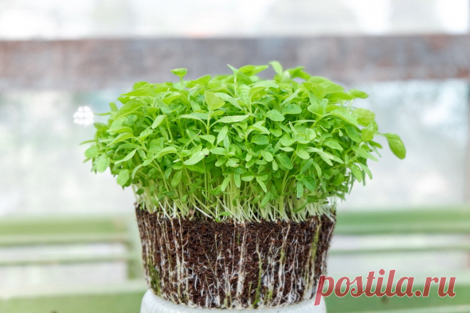 Как вырастить микрозелень на бумаге: пошаговая инструкция | Новый очаг | Дзен